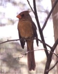 cardinalfemale01.thumb.jpg