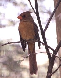 cardinalfemale011.jpg