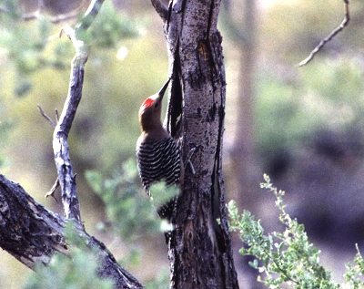 gilawoodpecker01.jpg