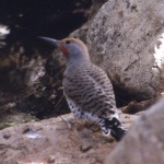 gilawoodpecker0190.thumb.jpg