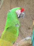 macaw01.thumb.jpg