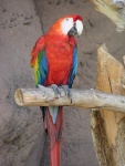 macaw02.thumb.jpg