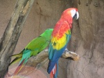 macaw03.thumb.jpg