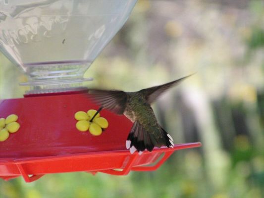 hummingbirds007.jpg