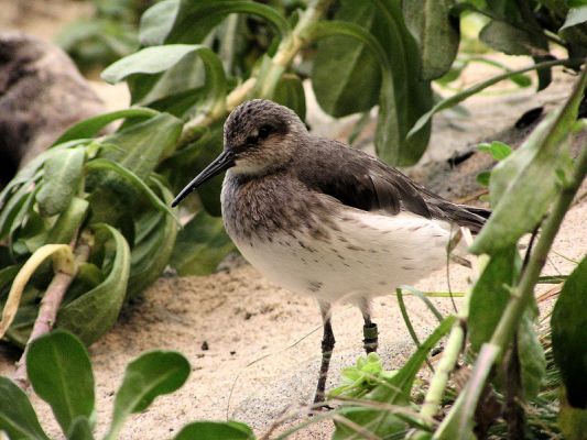 shorebird902.jpg