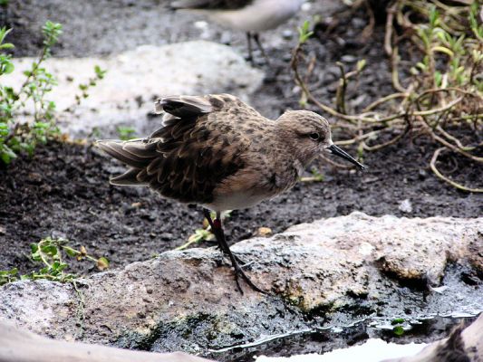 shorebird904.jpg