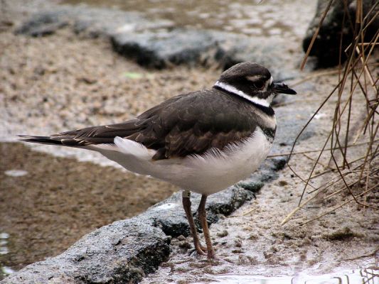 shorebird906.jpg