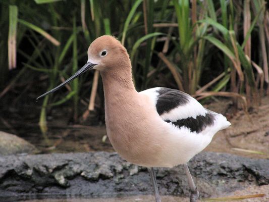 shorebird907.jpg