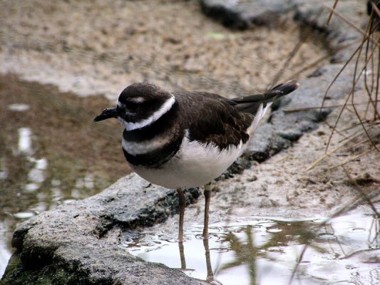 shorebird910.jpg