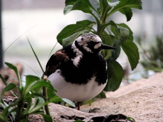 shorebird924.jpg