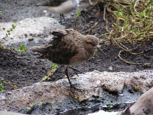 shorebird95.jpg