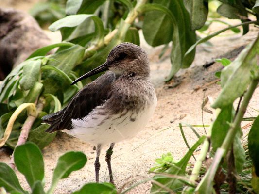 shorebird956.jpg