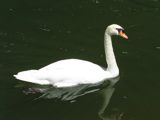 swan02032.jpg