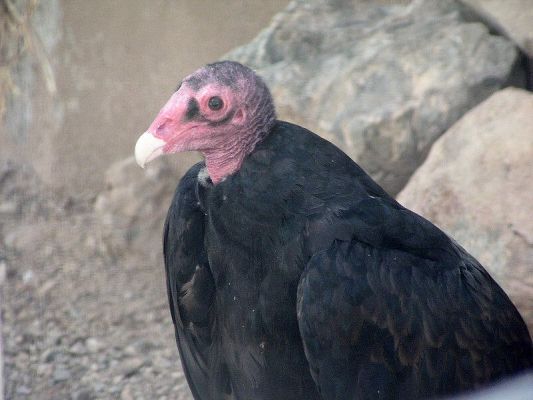 vulture001.jpg