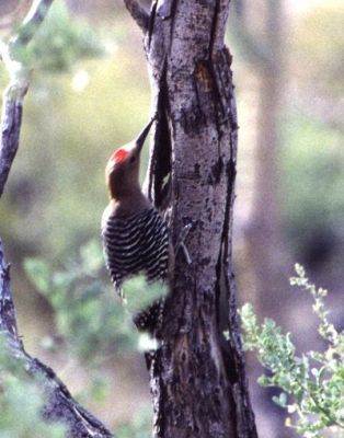 woodpecker22.jpg