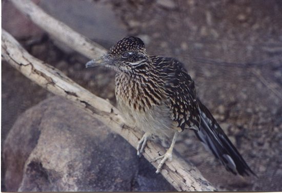 roadrunner010.jpg