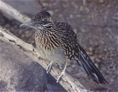 roadrunner209.jpg