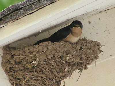 swallow945.jpg