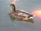 duck904356.jpg