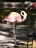 flamingo0021.jpg