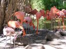 flamingo003.jpg
