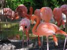 flamingo430.jpg