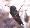 hummingbird232.jpg