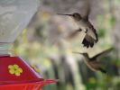 hummingbirds001.jpg