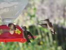 hummingbirds002.jpg