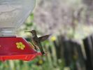 hummingbirds003.jpg