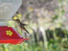 hummingbirds004.jpg