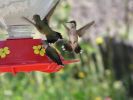 hummingbirds006.jpg