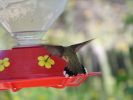 hummingbirds007.jpg