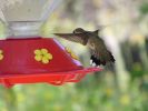 hummingbirds008.jpg