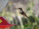 hummingbirds009.jpg