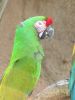 macaw01.jpg