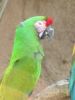 macaw01.thumb.jpg