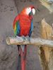 macaw02.jpg