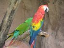 macaw03.sized.jpg