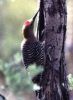 woodpecker024.jpg