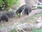 Anteater
Anteater
