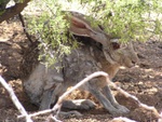 Antelope Jackrabbit
Antelope Jackrabbit
Keywords: Antelope Jackrabbit