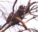 coati010.thumb.jpg