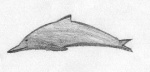 dolphin123.thumb.jpg