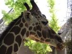 giraffe01.thumb.jpg