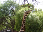 giraffe02.thumb.jpg