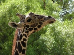 giraffe03.thumb.jpg