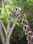 giraffe05.thumb.jpg