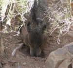 javelina01.thumb.jpg