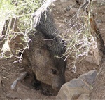 javelina02.highlight.jpg